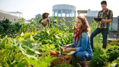 Junge Frau erntet Tomaten in einem urbanen Garten, während zwei Personen im Hintergrund Pflanzen pflegen